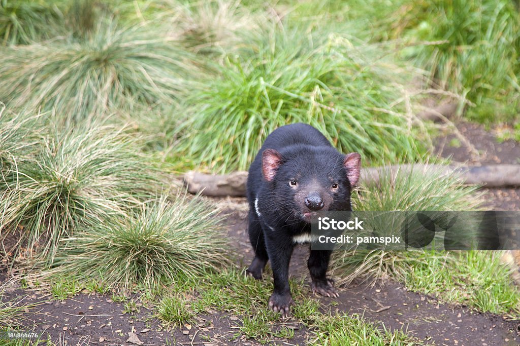 Linda demônio-da-Tasmânia - Foto de stock de Animais em Extinção royalty-free