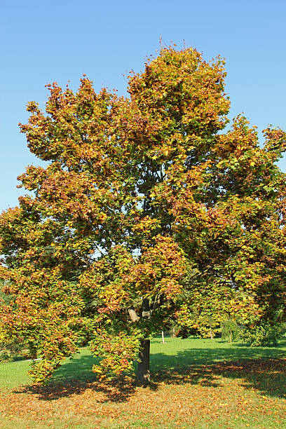 acer platanoides baum - norway maple stock-fotos und bilder