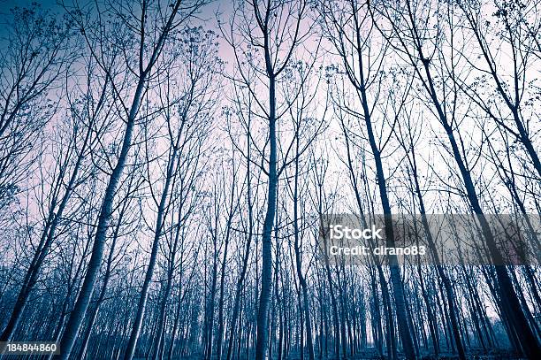 Bezlistne Drzewa Zimą Piedmont Włochy - zdjęcia stockowe i więcej obrazów Bez ludzi - Bez ludzi, Bezlistne drzewo, Chłodny