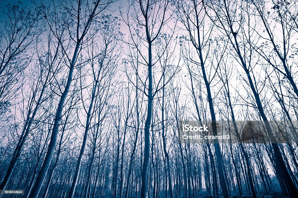 Bare árvores no inverno, Piemonte, Itália - Foto de stock de Ajardinado royalty-free