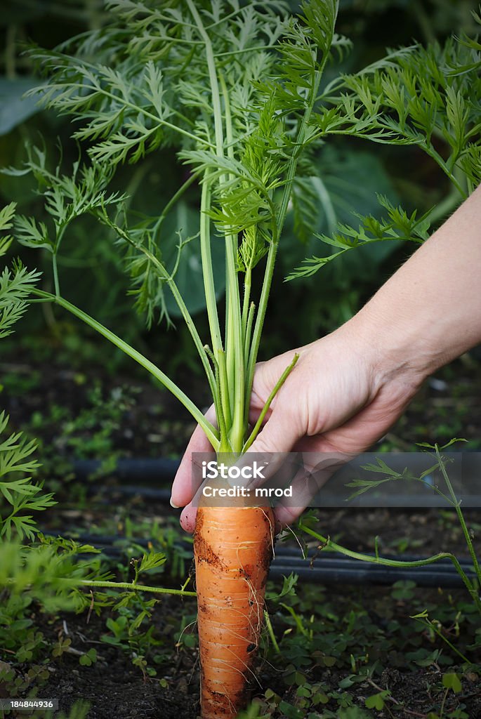 La main en tirant bio carotte - Photo de Agriculture libre de droits