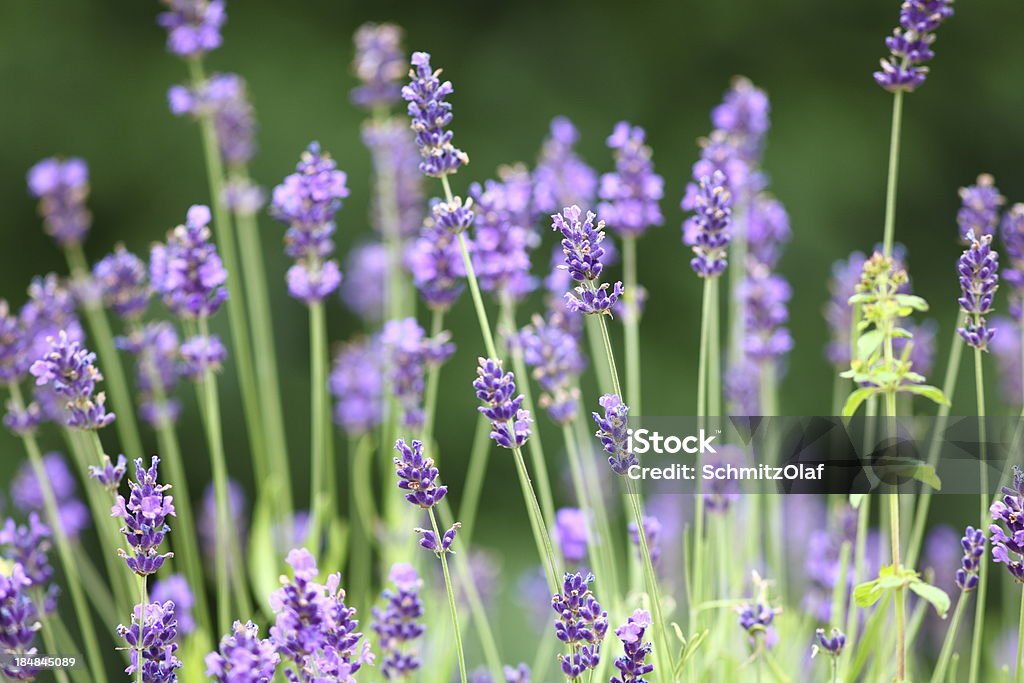 開花 violett アロエラヴェンダーの庭園 - カラー画像のロイヤリティフリー�ストックフォト