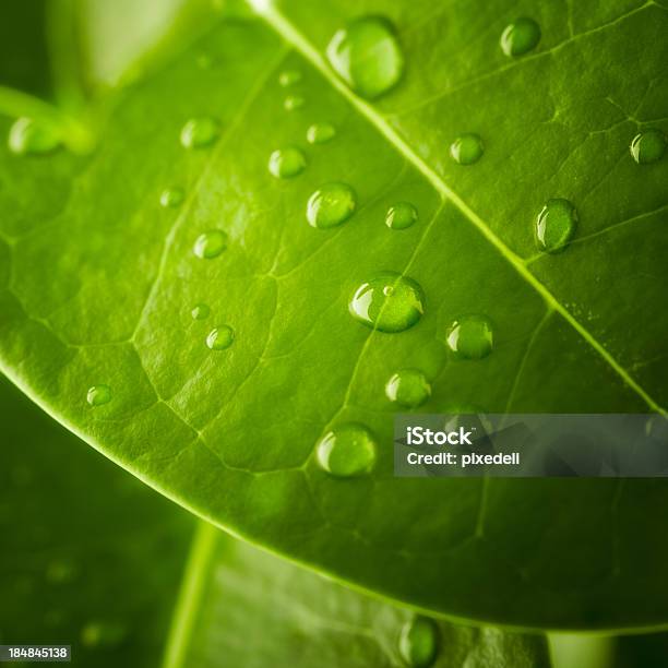 Foto de Folha Verde Com Gotas De Água e mais fotos de stock de Beleza natural - Natureza - Beleza natural - Natureza, Chuva, Cor Vibrante