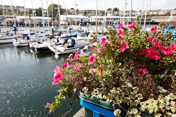 istock Red and pink  flowers harbour background 184845225
