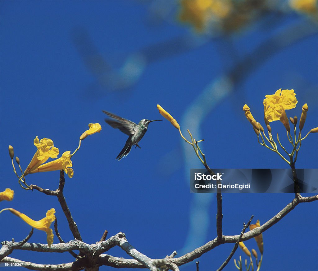 Uccello colibrì animali - Foto stock royalty-free di Colibrì