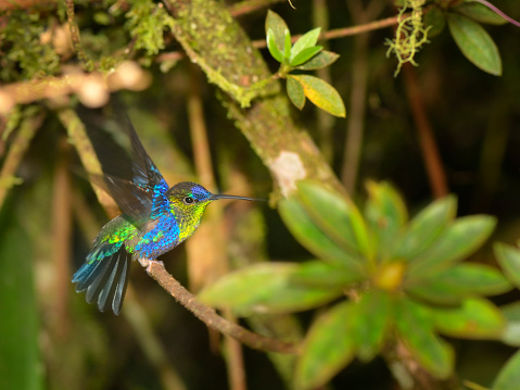 Yep, a male Violet-crowned Woodnymph, Thalurania colombica, wagging its wings. Bird is one of many at the El Dorado Lodge near Santa Marta, Colombia
