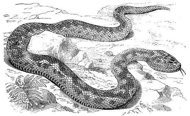 illustrations, cliparts, dessins animés et icônes de vipère européen commun (vipera berus - european adder illustrations