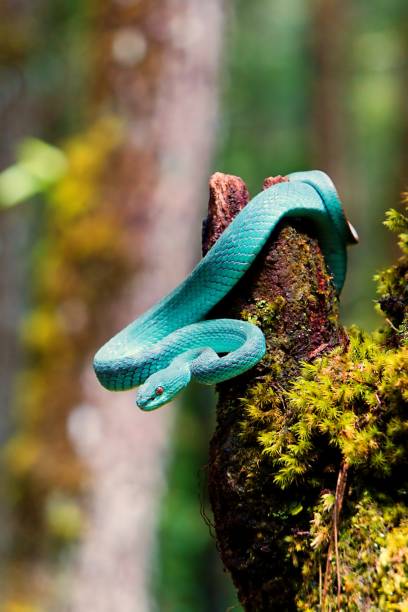 istock blue viper snake in the forest coiled around a tree trunk, 1848454570