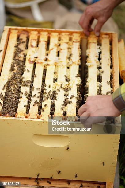 Beehive - zdjęcia stockowe i więcej obrazów Bliskie zbliżenie - Bliskie zbliżenie, Czynność, Duża grupa zwierząt