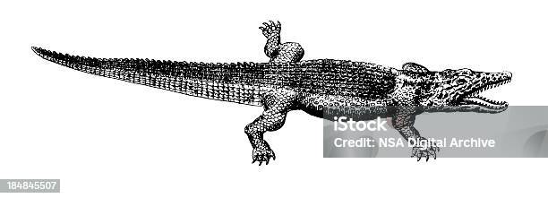 Common Crocodile Antique Scientific Illustrations Stock Illustration - Download Image Now