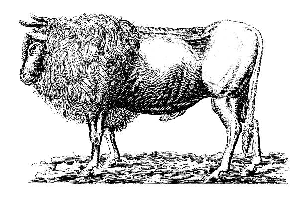auroch/antik wissenschaftliche illustrationen - auroch stock-grafiken, -clipart, -cartoons und -symbole
