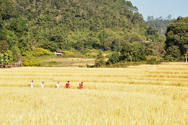istock Rural Thailand Rice Harvest Time 184845610