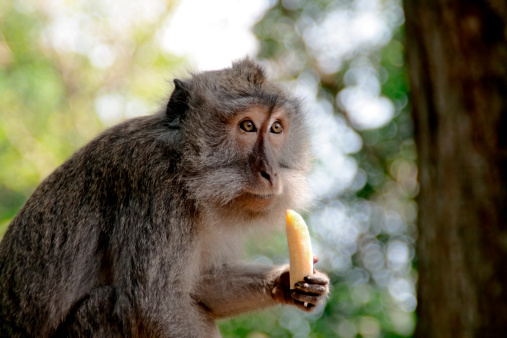 Monkey eatting banana and holding banana with peeling, setting on wooden one side of monkey