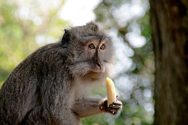 Absent-minded macaque stock photo