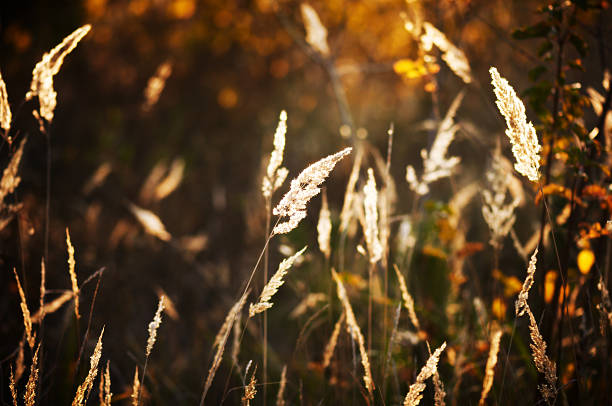 istock Silhouette of wildgrass in meadow during sunrise 184845707