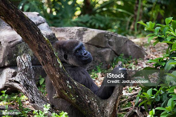 Mother Gorilla Stock Photo - Download Image Now - Africa, Animal, Animal Back