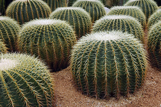 Cтоковое фото Круглая форма Cactuses