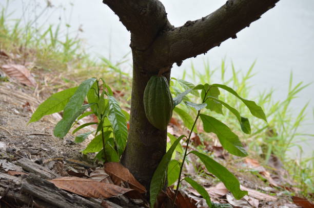 cacao fresco en el árbol del cacao - cocoa cocoa bean chocolate brazil fotografías e imágenes de stock