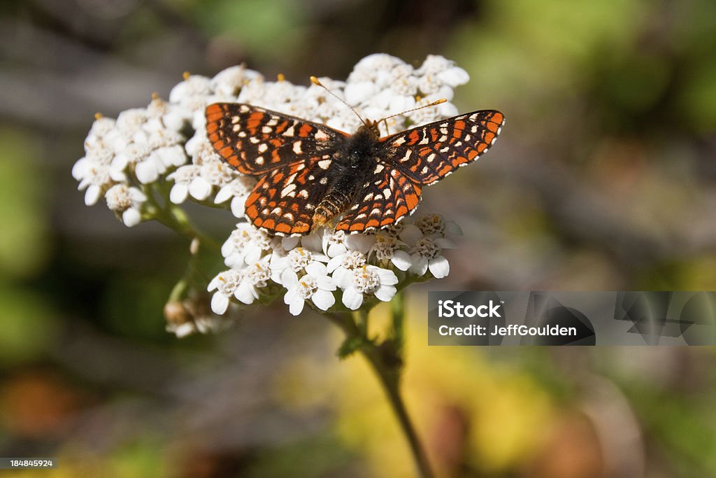 Taylor's Checkerspot Butterfly on a Yarrow Blossom Butterflies are some of the most colorful members of the insect family. They can often be photographed while resting and feeding on plants and wildflowers. This endangered Taylor's Checkerspot( Euphydryas editha taylori) was photographed on a Common Yarrow alongside the Iron Bear Trail in Wenatchee National Forest, Washington State, USA. Yarrow Stock Photo