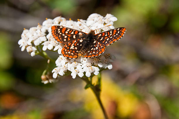 Taylor's Checkerspot Butterfly on a Yarrow Blossom Butterflies are some of the most colorful members of the insect family. They can often be photographed while resting and feeding on plants and wildflowers. This endangered Taylor's Checkerspot( Euphydryas editha taylori) was photographed on a Common Yarrow alongside the Iron Bear Trail in Wenatchee National Forest, Washington State, USA. jeff goulden national park stock pictures, royalty-free photos & images