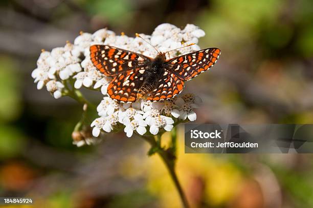 Taylors Checkerspot Butterfly On A Yarrow Blossom Stock Photo - Download Image Now - Yarrow, Butterfly - Insect, Native Plant