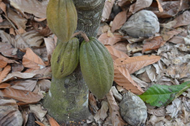 cacao fresco en el árbol del cacao - cocoa cocoa bean chocolate brazil fotografías e imágenes de stock