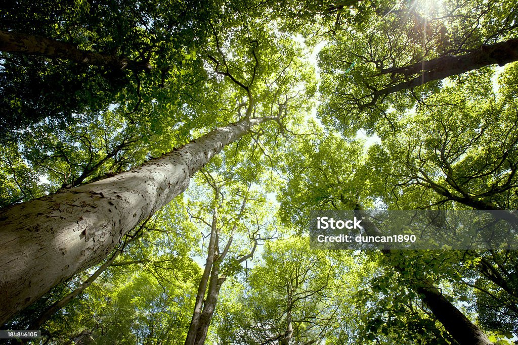 En amoungst los árboles - Foto de stock de Aire libre libre de derechos