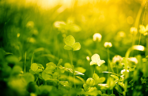 Beautiful green meadow with wildflowers.Shallow depth of field. Toned image.