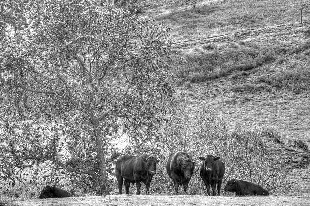 istock Cattle in the Country 184846280