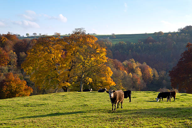 istock Picturesque Cotswolds-Autumn 184846471