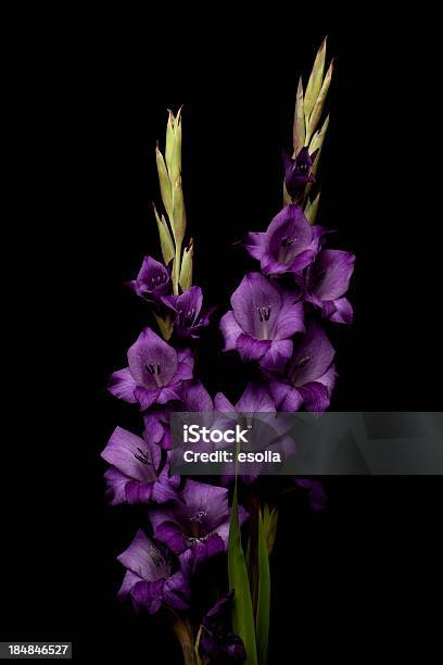パープルグラジオラスの花 - 花のストックフォトや画像を多数ご用意 - 花, 黒背景, 紫