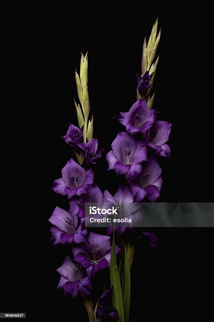 Фиолетовый Гладиолус цветы - Стоковые фото Цветок роялти-фри