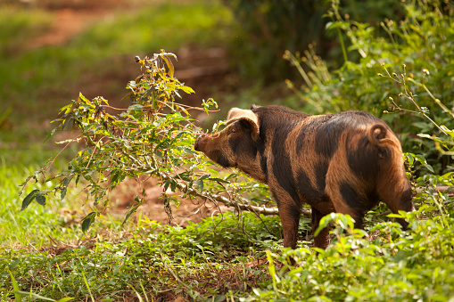 bespeckled pig at nature at Uganda (Africa)