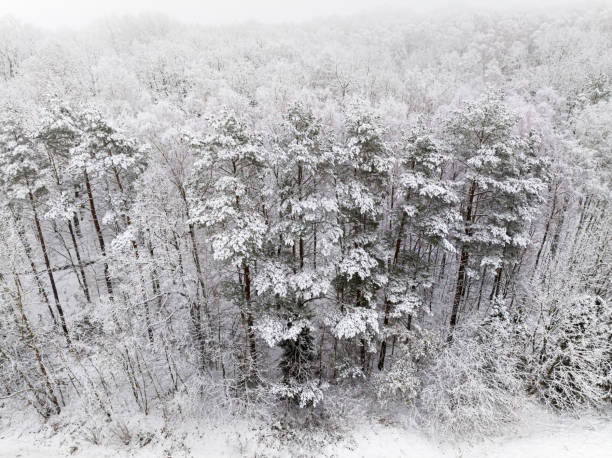 istock Frozen forest covered with rime in winter Poland, Europe 1848467403