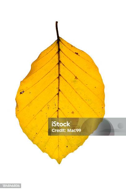 Leuchtendes Blatt Von Buche Stockfoto und mehr Bilder von Alterungsprozess - Alterungsprozess, Bildkomposition und Technik, Blatt - Pflanzenbestandteile