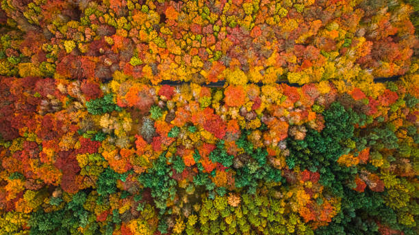 istock Amazing forest in fall with different colored types of trees. 1848469460