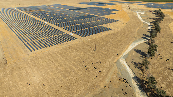 Aerial view of angus cows grazing on a ranch in between solar voltaic panels in Central California.