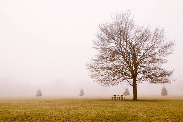 туман и деревья гц - bare tree environment nature boise стоковые фото и изображения