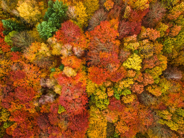 istock Amazing autumn in the forest divided with black asphalt road. 1848472072