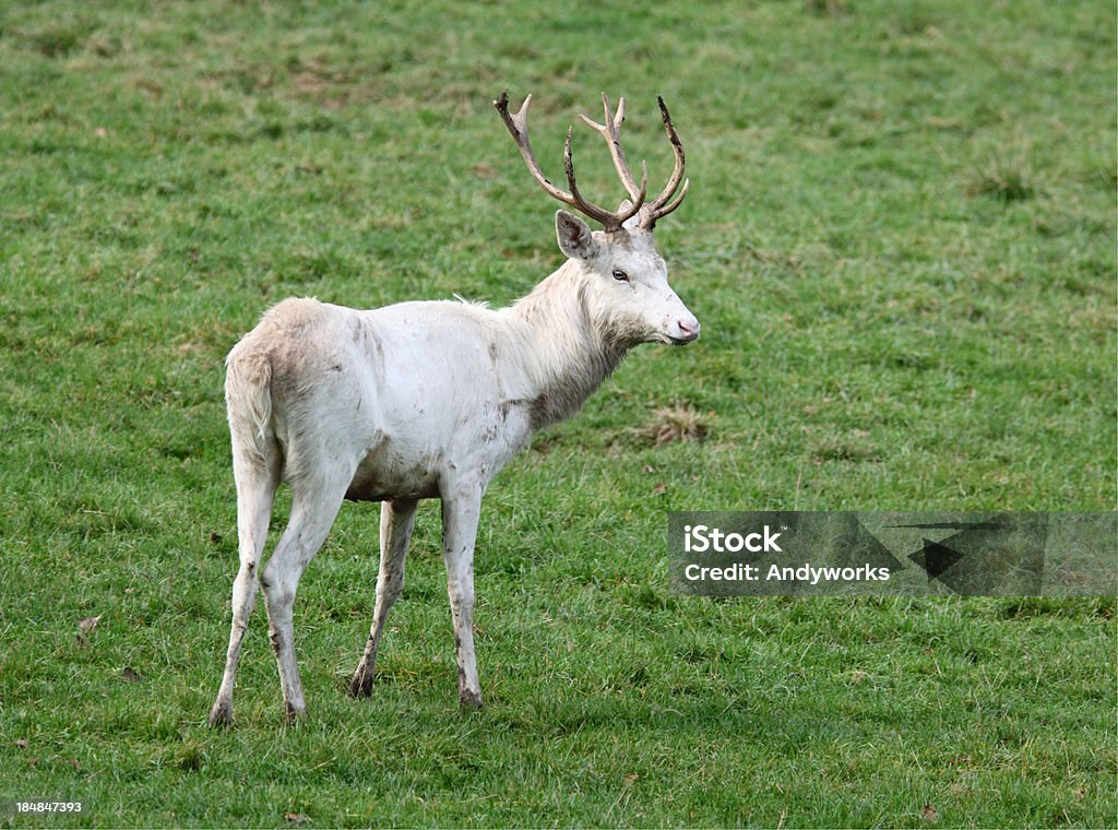 White Red Deer - Lizenzfrei Bock - Männliches Tier Stock-Foto