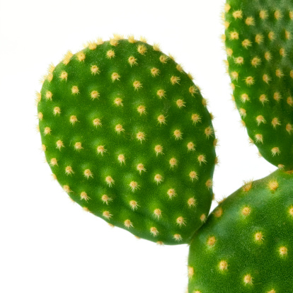Part of cactus on a white background