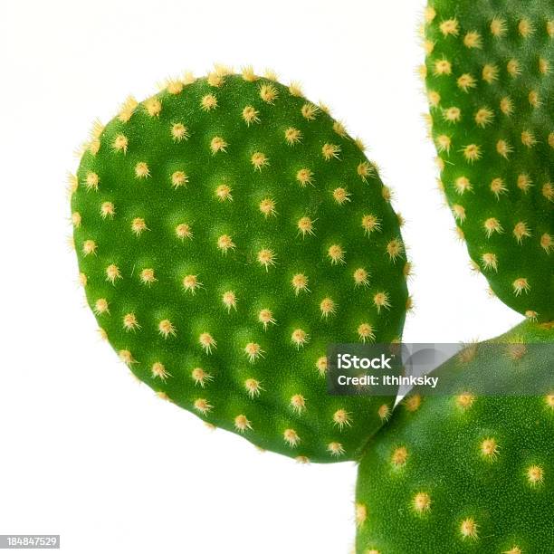Cato - Fotografias de stock e mais imagens de Cato - Cato, Opuntia erinacea, Figura para recortar