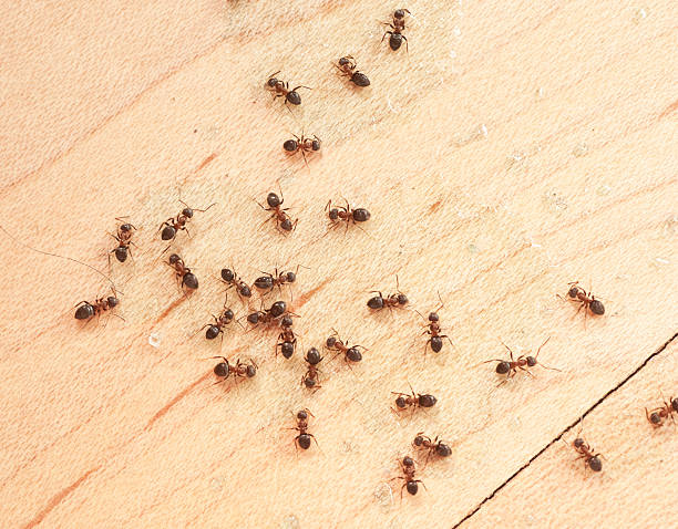 ants en wodden mit ameisengift piso, vista superior - hormiga fotografías e imágenes de stock