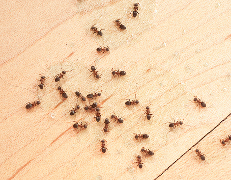 ants indoor on the wodden floor