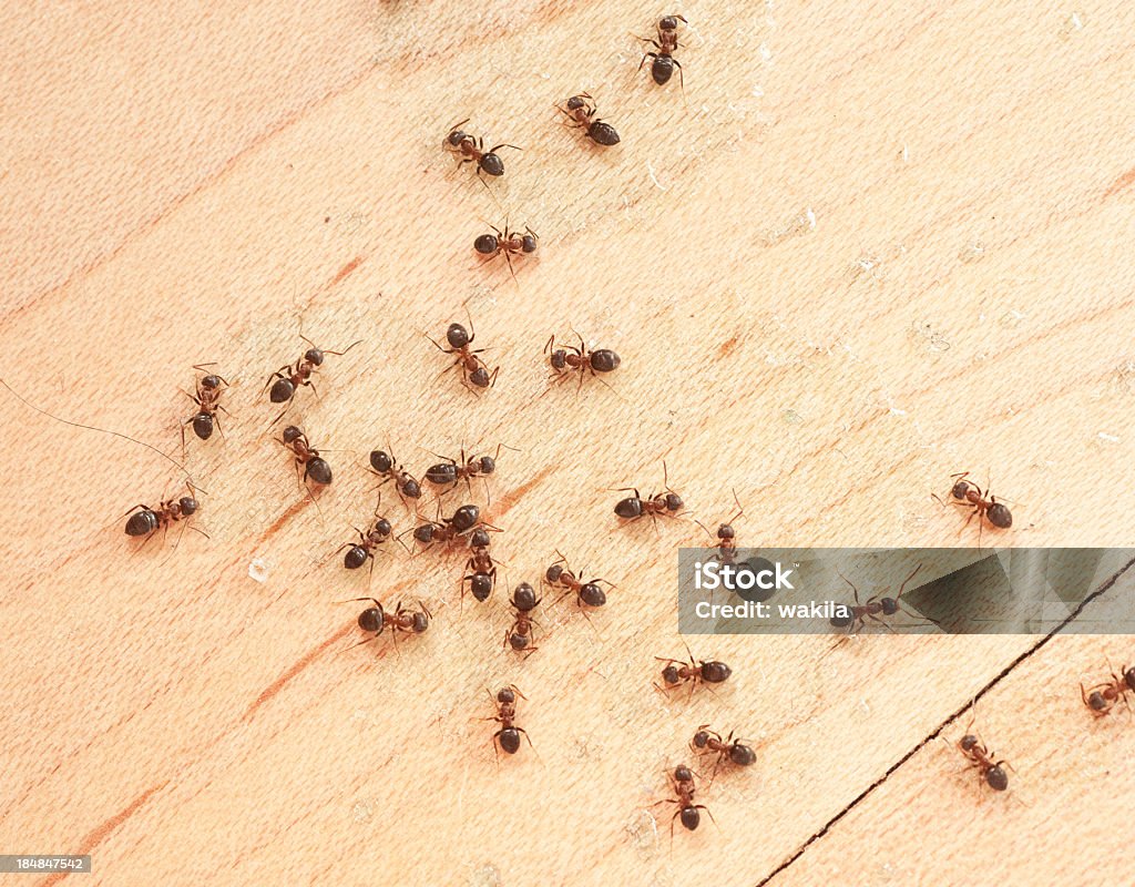 ants on wodden floor top view mit Ameisengift ants indoor on the wodden floor Ant Stock Photo