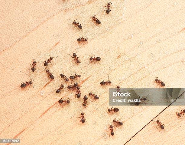 Ants On Wodden Floor Top View Mit Ameisengift Stock Photo - Download Image Now - Ant, Exterminator, Insect
