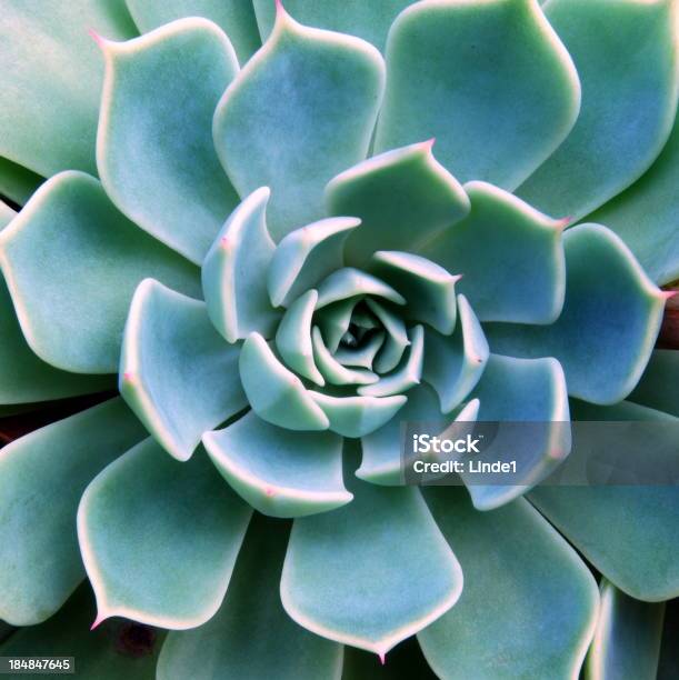 ジューシーな Echeveria - 多肉植物のストックフォトや画像を多数ご用意 - 多肉植物, クローズアップ, マクロ撮影