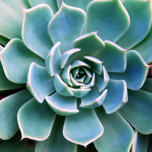 Succulent Echeveria stock photo