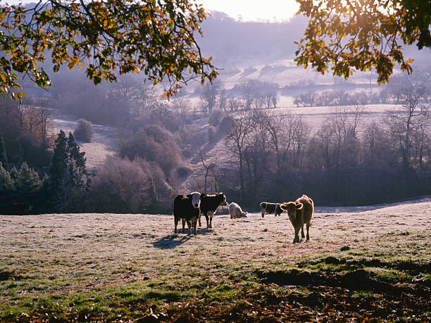 istock Picturesque Cotswolds-Autumn 184847679