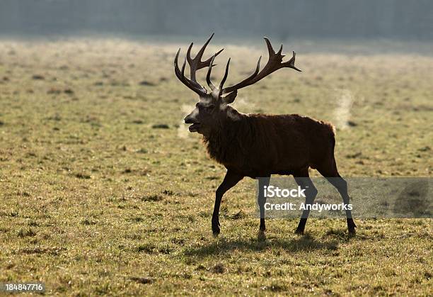 Hirsch Im Herbst Stockfoto und mehr Bilder von Bock - Männliches Tier - Bock - Männliches Tier, Einzelnes Tier, Fotografie